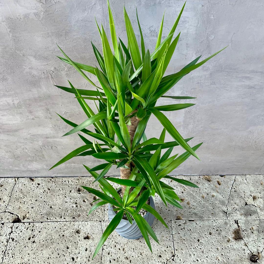 大型　ユッカ　エレファンティペス　青年の木　8号　陶器鉢　植え込み発送