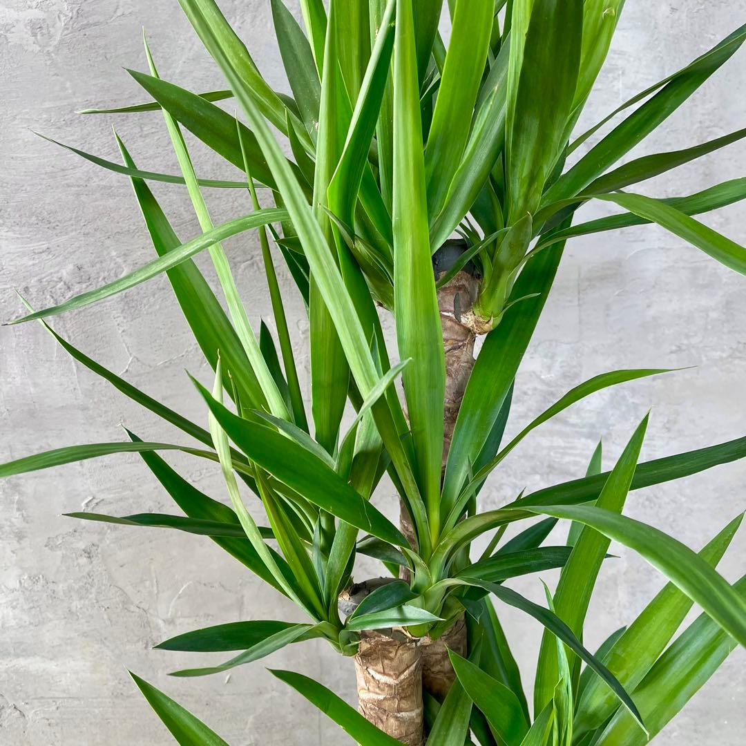 大型　ユッカ　エレファンティペス　青年の木　8号　陶器鉢　植え込み発送