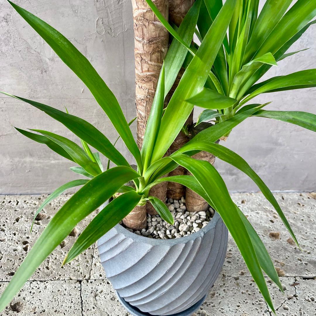 大型　ユッカ　エレファンティペス　青年の木　8号　陶器鉢　植え込み発送