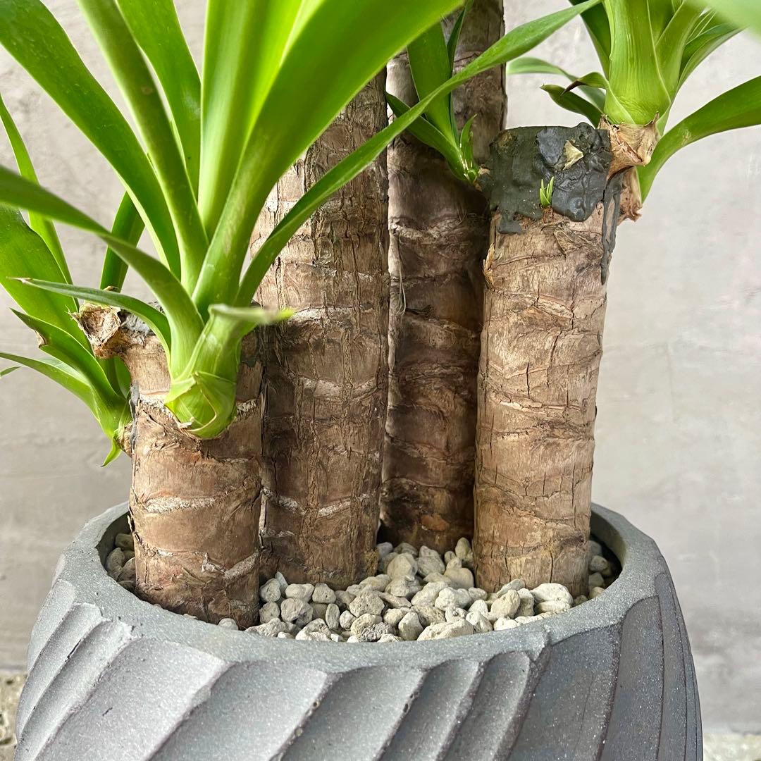 大型　ユッカ　エレファンティペス　青年の木　8号　陶器鉢　植え込み発送