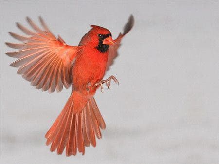 ✯ 極レア Baccarat 猩々紅冠鳥 スズメ 鳥 インコ 酉 ペット 置物✯