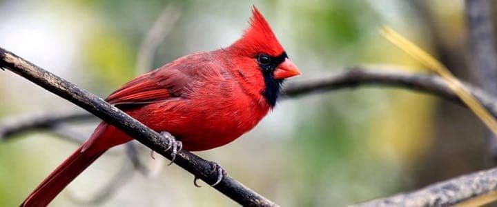 ✯ 極レア Baccarat 猩々紅冠鳥 スズメ 鳥 インコ 酉 ペット 置物✯