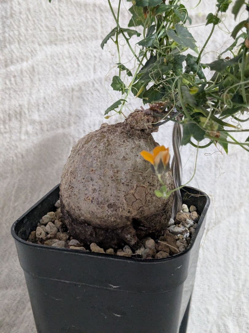 モモルディカ ボイビニー　希少？塊根植物