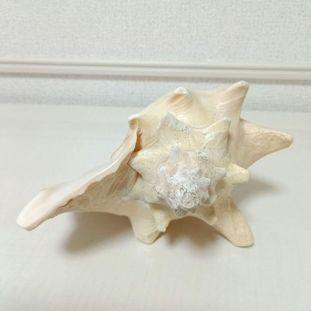 コンク貝 ピンク貝 希少貝 標本貝 インテリア 置物 大きい貝殻 ccp001