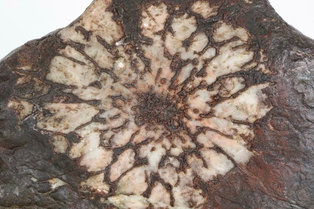天然菊花石 大輪 台座付 大型8.5kg 鑑賞石 原石 水石 盆石 紋石 美石