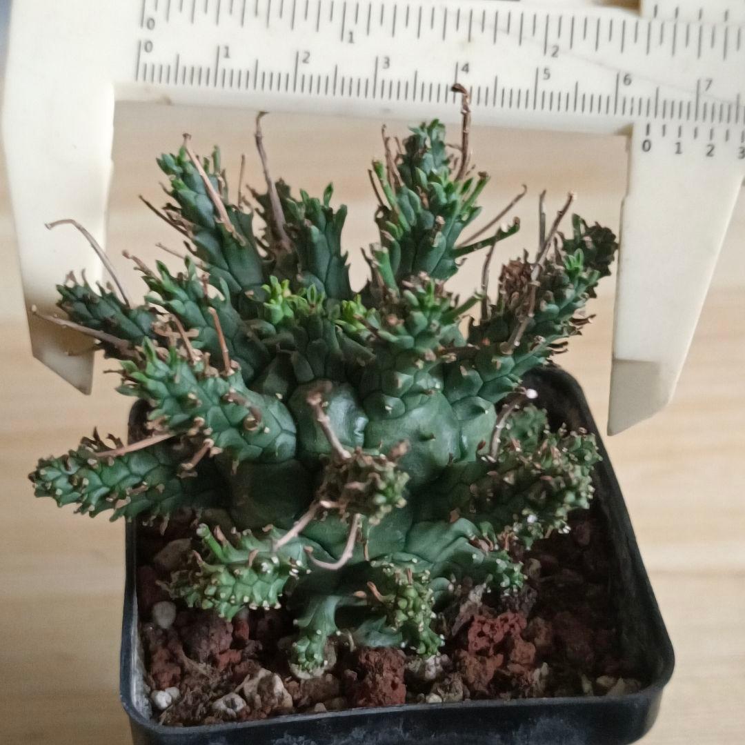 F487 ユーフォルビア デセプタ/Euphorbia decepta/実生大株