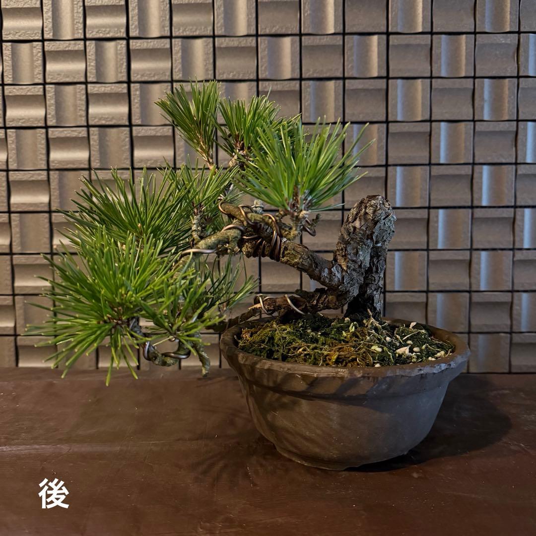 黒松 盆栽 生木｜本物｜コンパクトサイズ