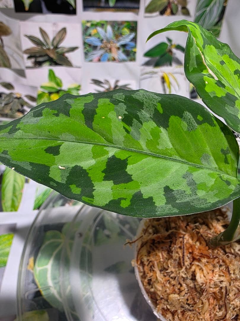 熱帯植物　苺タグ付　アグラオネマ　ピクタム　ネームド交配