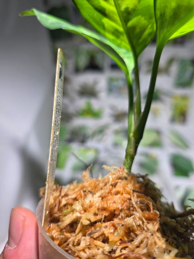 熱帯植物　苺タグ付　アグラオネマ　ピクタム　ネームド交配