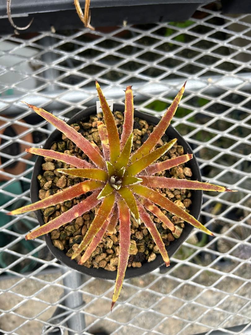 原種 ディッキア Dyckia reitzii rubra large form
