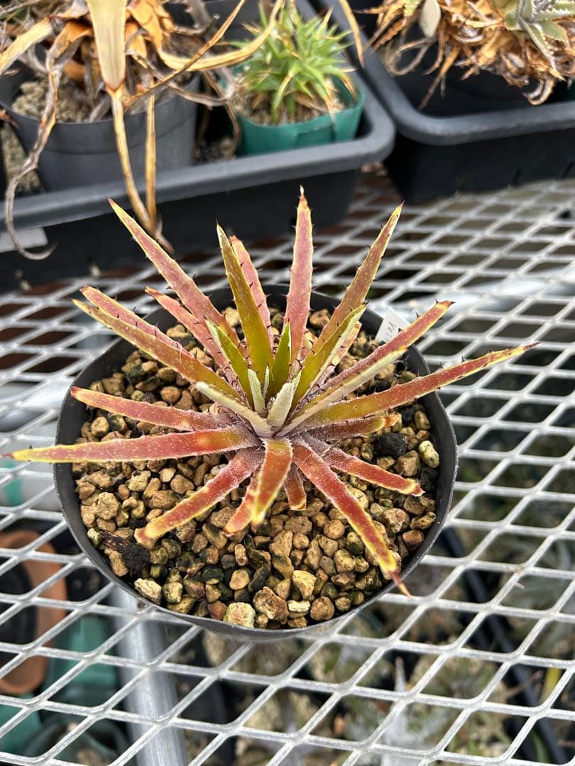 原種 ディッキア Dyckia reitzii rubra large form