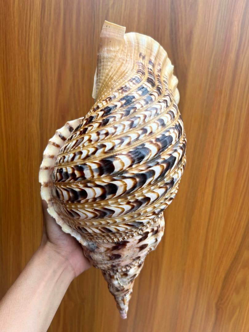 特大　法螺貝38.4cm