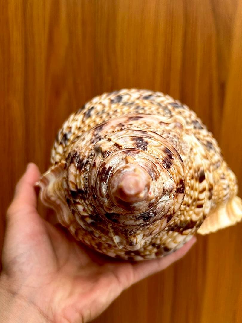 特大　法螺貝38.4cm
