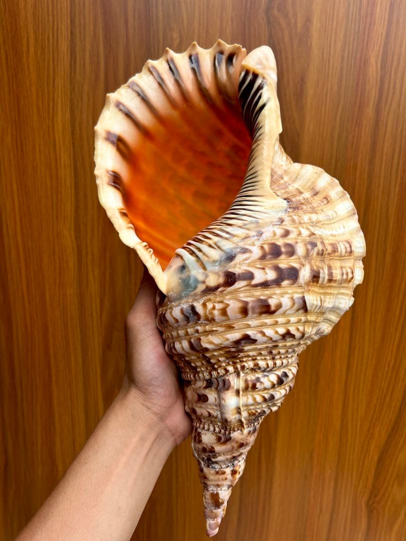 特大　法螺貝38.4cm